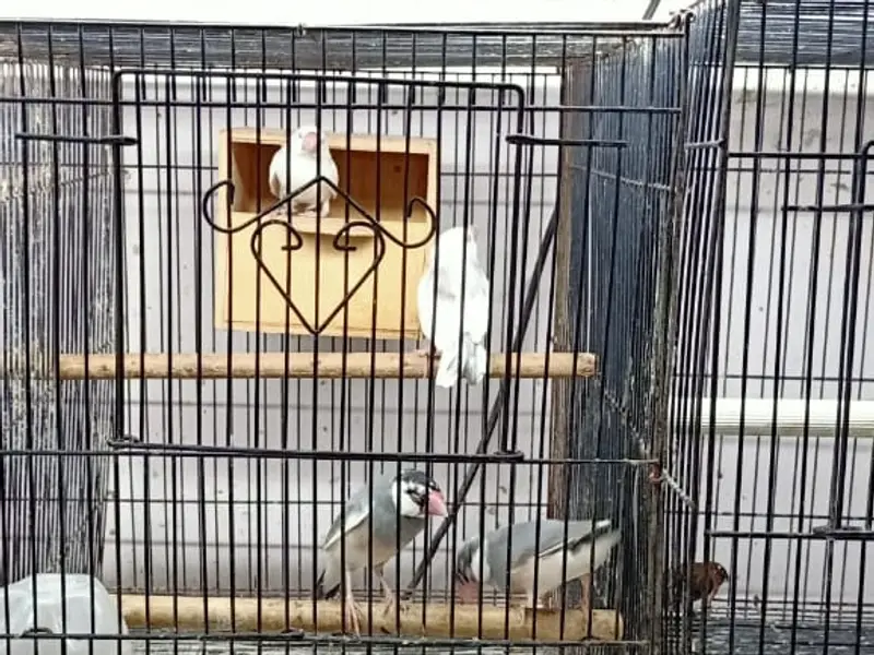 Amazing pet choice, photo 4