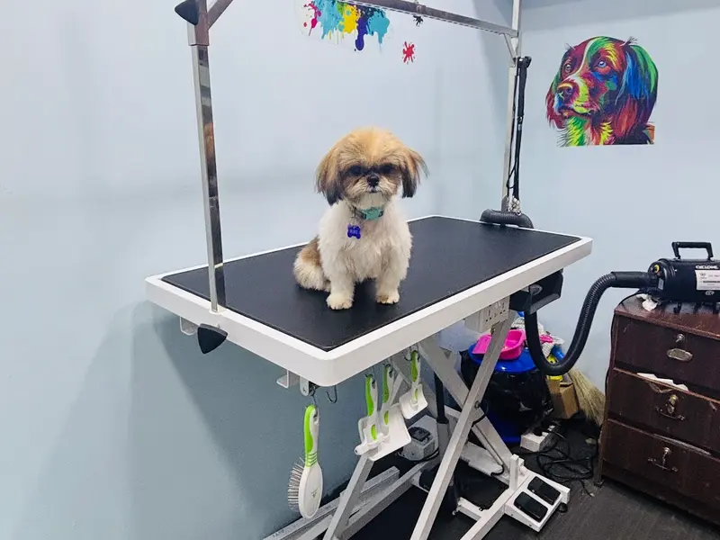 Airas Pet Studio, photo 3