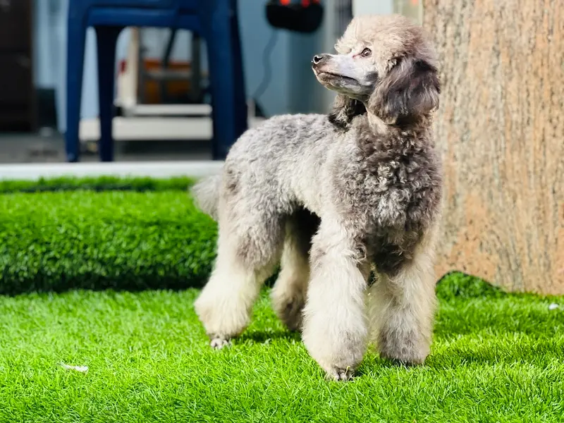 Airas Pet Studio, photo 4