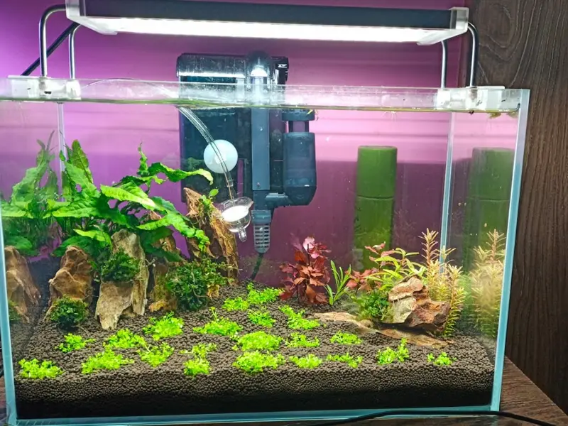 EssEnnAqua&Petzone, photo 4
