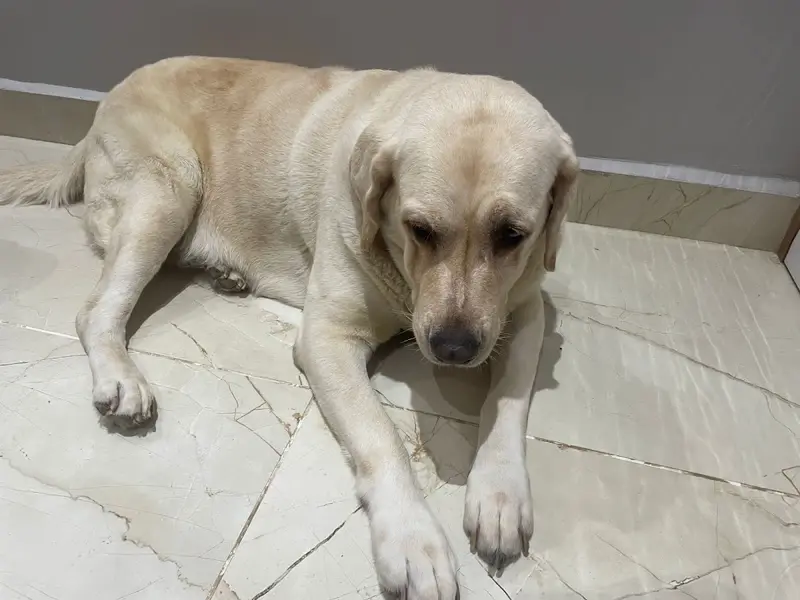 LeelaVet Multispeciality Veterinary Hospital, photo 4