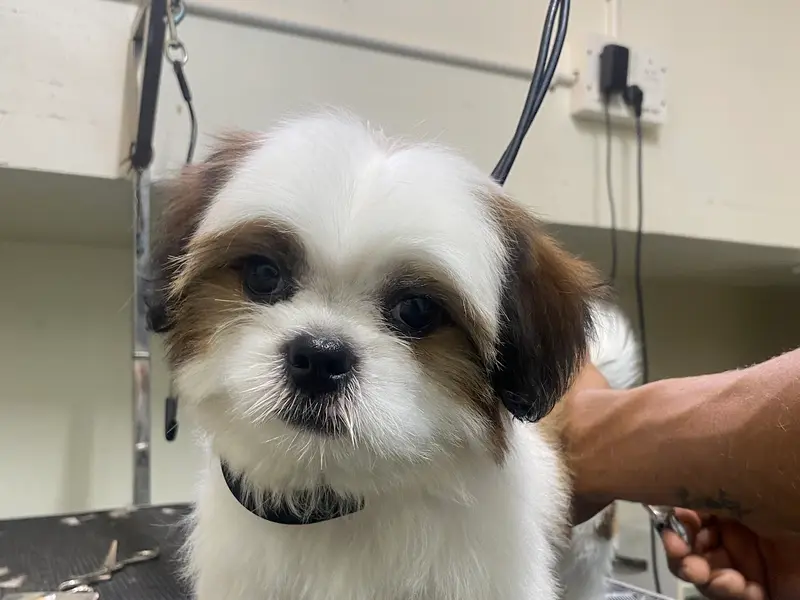 BTM VET clinic, photo 2