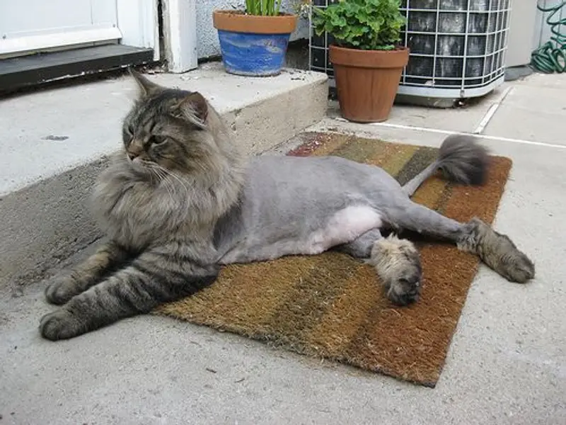 MEEMEE PAWS GROOMING CARE, photo 2