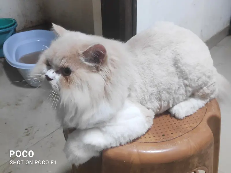 MEEMEE PAWS GROOMING CARE, photo 3
