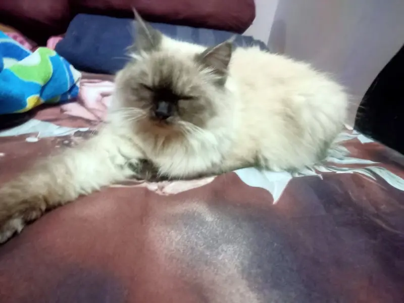 MEEMEE PAWS GROOMING CARE, photo 4