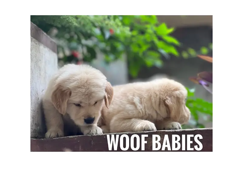 Woof babies (Dog sales and Breeders ), photo 2