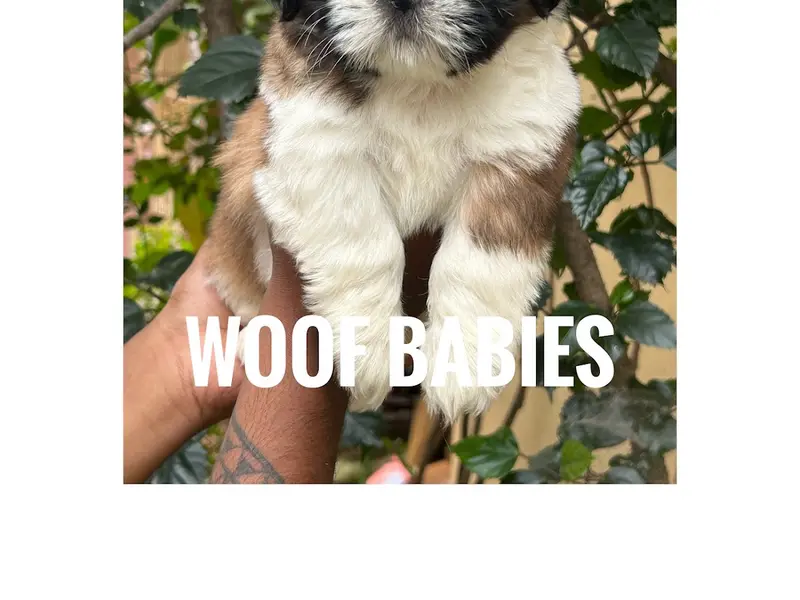 Woof babies (Dog sales and Breeders ), photo 3
