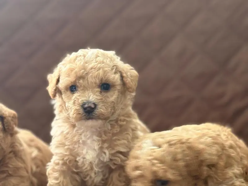 Woof babies (Dog sales and Breeders ), photo 4