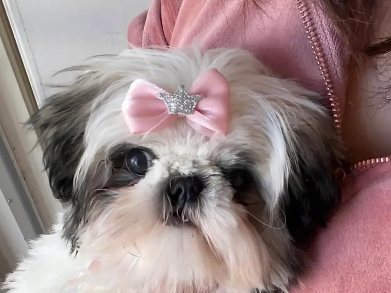 Woof babies (Dog sales and Breeders ), photo 5