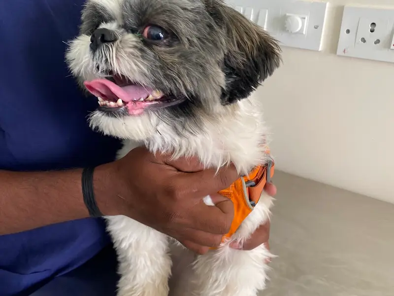 Lucky Paws Veterinary Hospital, Budigere Cross Branch (Multi Specialty Pet Hospital), photo 3
