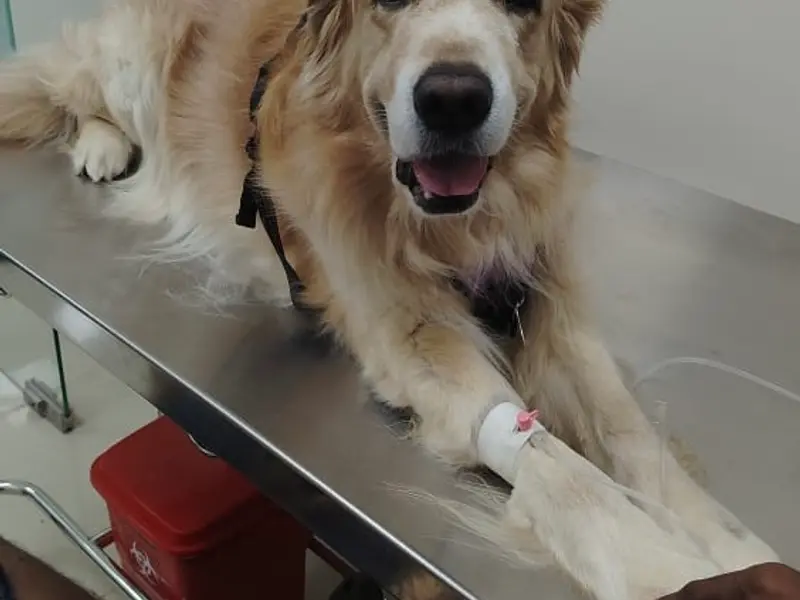 Lucky Paws Veterinary Hospital, Budigere Cross Branch (Multi Specialty Pet Hospital), photo 4