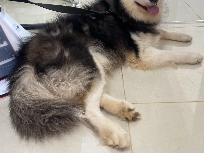 Lucky Paws Veterinary Hospital, Budigere Cross Branch (Multi Specialty Pet Hospital), photo 5