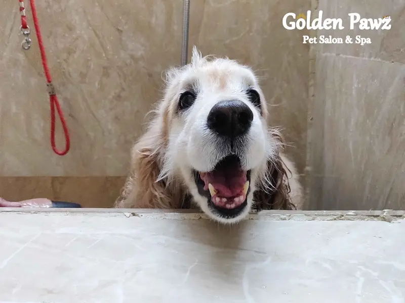 Golden Pawz - Pet Grooming, photo 2
