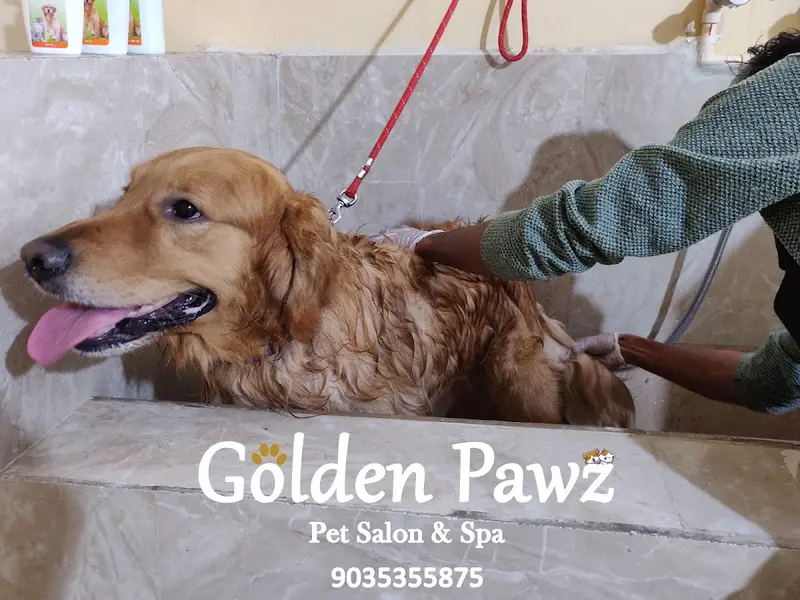 Golden Pawz - Pet Grooming, photo 3