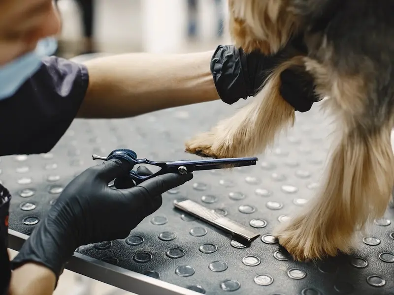 Golden Pawz - Pet Grooming, photo 4