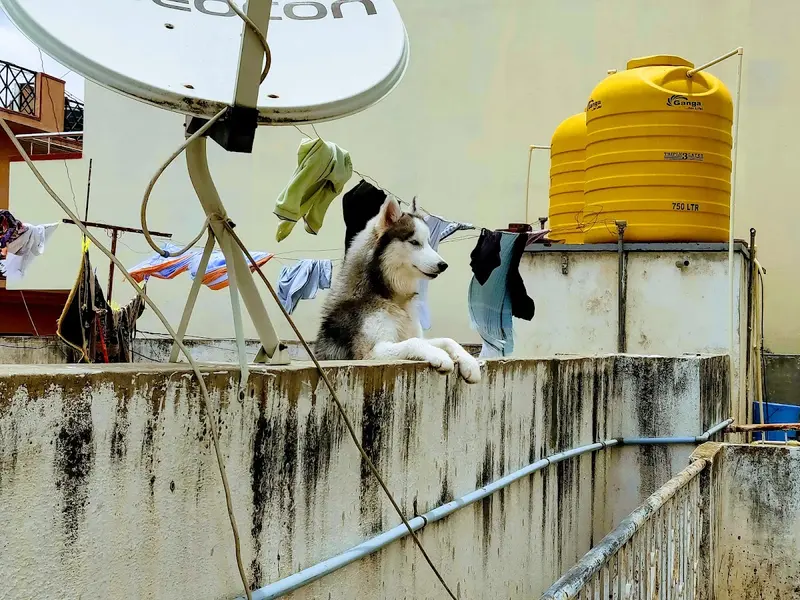 Astro Puppy Dog boarding center, photo 3