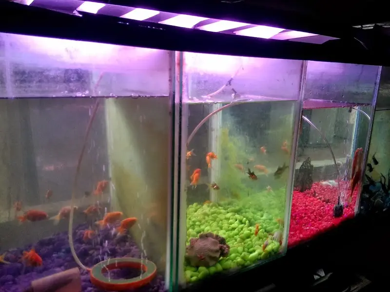 Vasavi Aquarium, photo 2