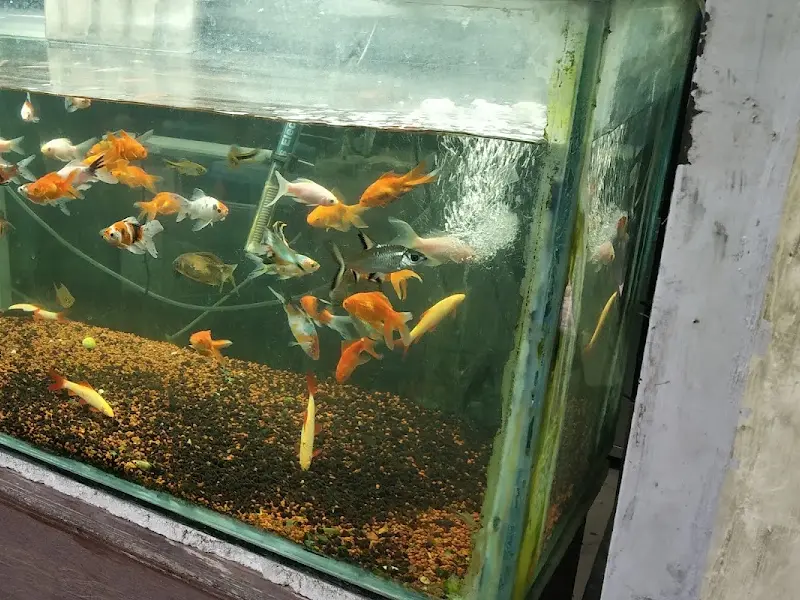 Vasavi Aquarium, photo 3
