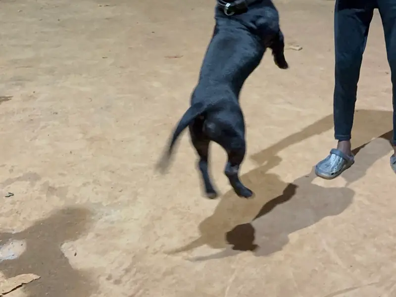 DOG Trainer Nitish, photo 2