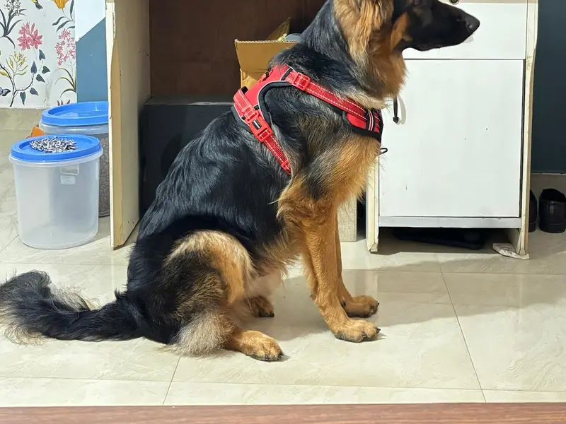 DOG Trainer Nitish, photo 3