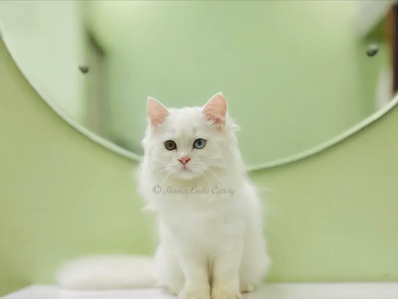 Heroics Exotic Cattery-Buy Persian kittens Himalayan,Mainecoon,Scottish Fold, British shorthair kittens for sale in Bangalore, photo 2