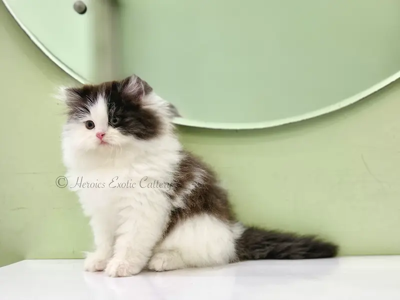 Heroics Exotic Cattery-Buy Persian kittens Himalayan,Mainecoon,Scottish Fold, British shorthair kittens for sale in Bangalore, photo 3