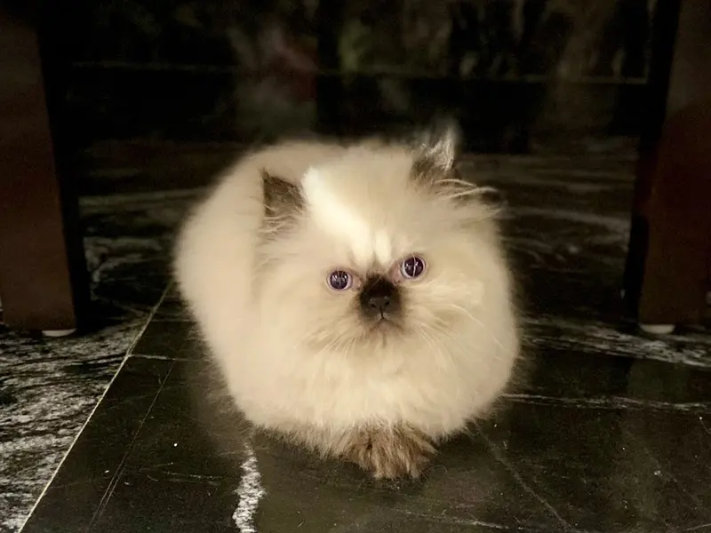 Heroics Exotic Cattery-Buy Persian kittens Himalayan,Mainecoon,Scottish Fold, British shorthair kittens for sale in Bangalore, photo 4