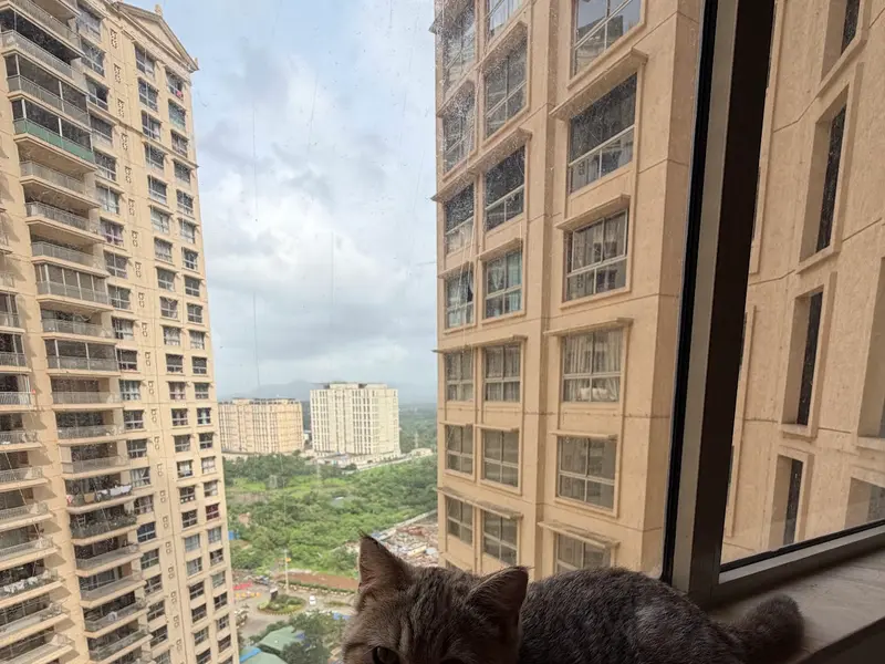 Heroics Exotic Cattery-Buy Persian kittens Himalayan,Mainecoon,Scottish Fold, British shorthair kittens for sale in Bangalore, photo 5