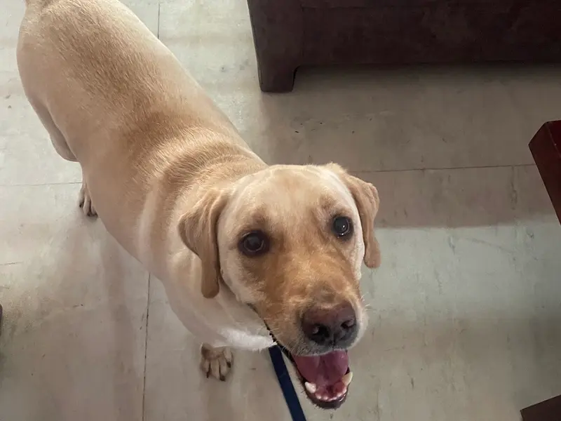 K9 Calling Dog Training by Ruchi, photo 2