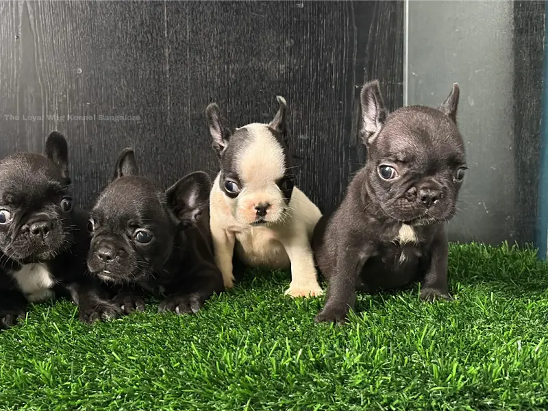 THE LOYAL WAG KENNEL (Home Breeding), photo 2