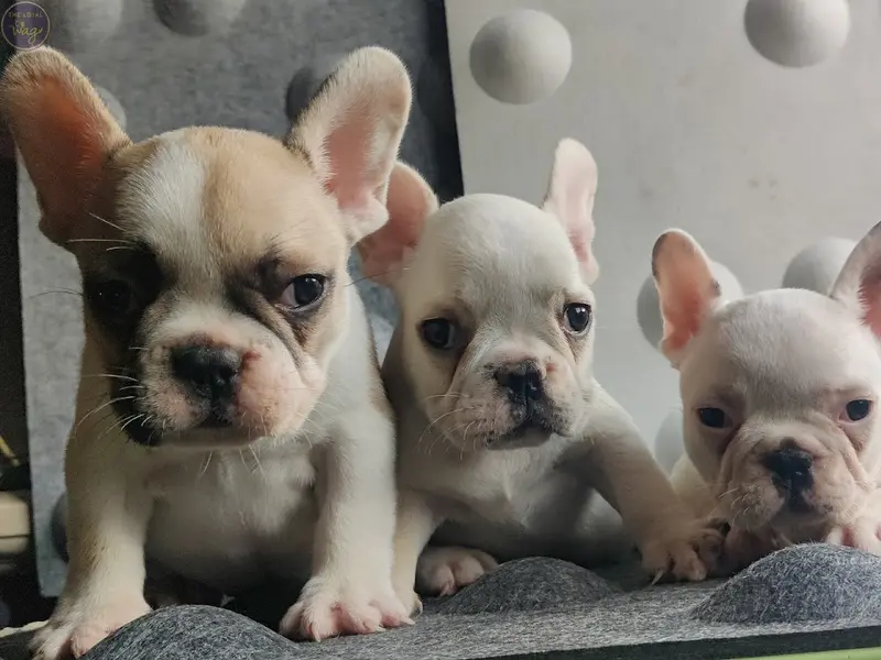 THE LOYAL WAG KENNEL (Home Breeding), photo 3