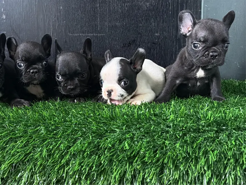 THE LOYAL WAG KENNEL (Home Breeding), photo 5