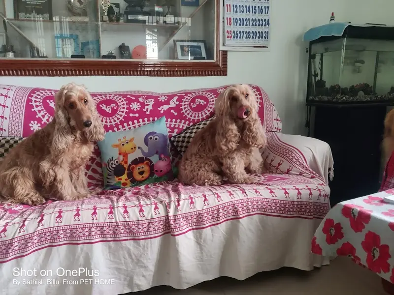 Pet Home (Regd) Best Homestay Boarding and Daycare in Bangalore, photo 2