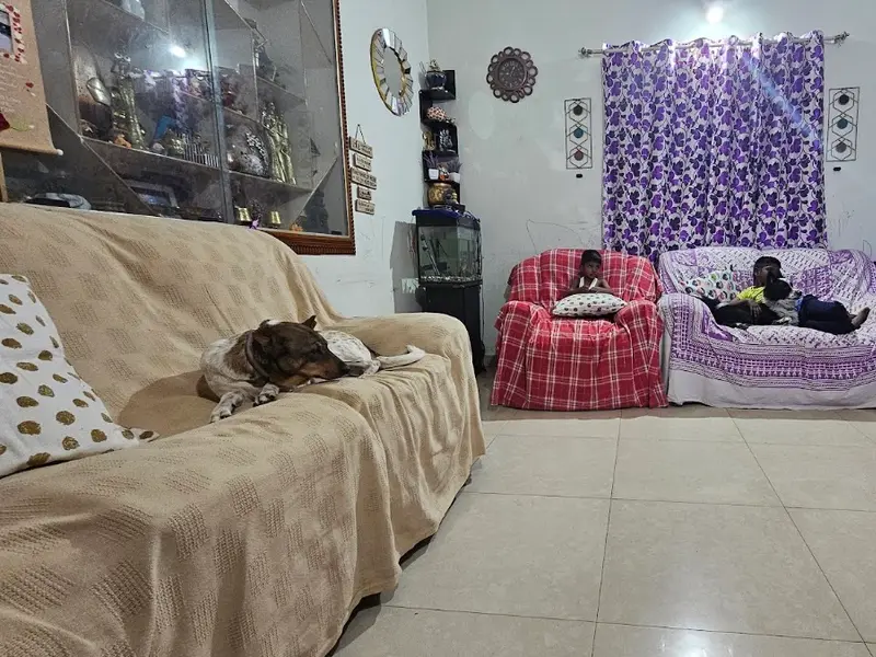 Pet Home (Regd) Best Homestay Boarding and Daycare in Bangalore, photo 3
