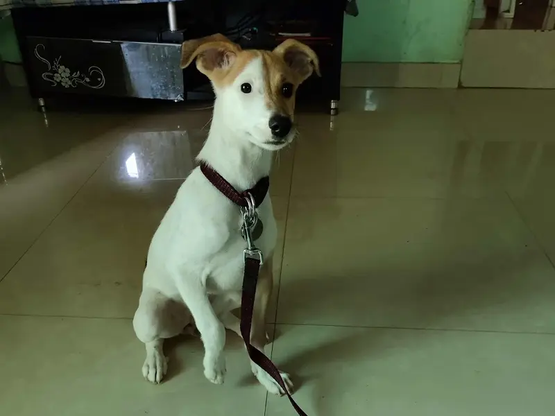 Pet Home (Regd) Best Homestay Boarding and Daycare in Bangalore, photo 4