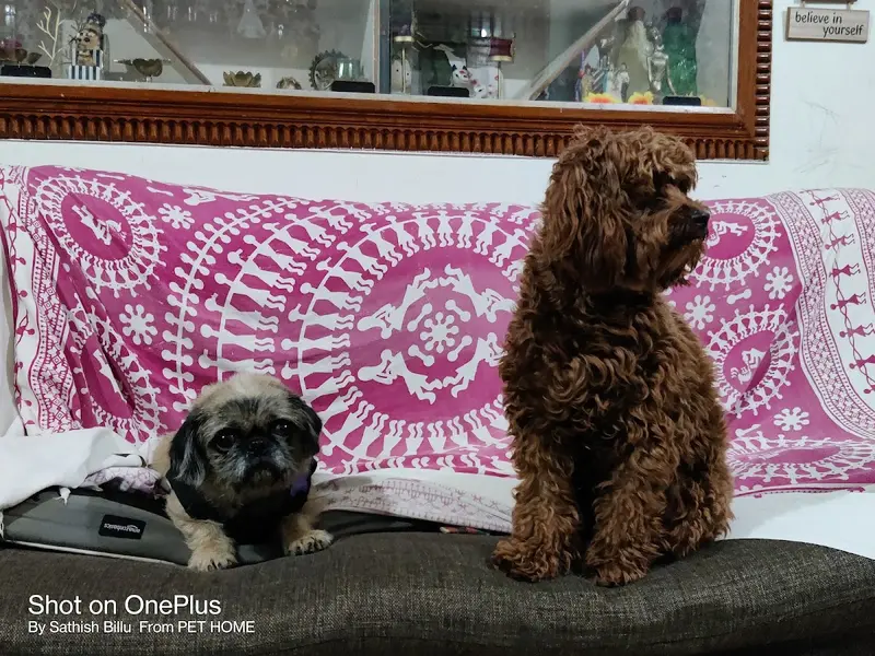 Pet Home (Regd) Best Homestay Boarding and Daycare in Bangalore, photo 5