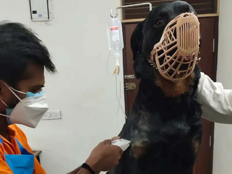 Swathi Veterinary Clinic, photo 2