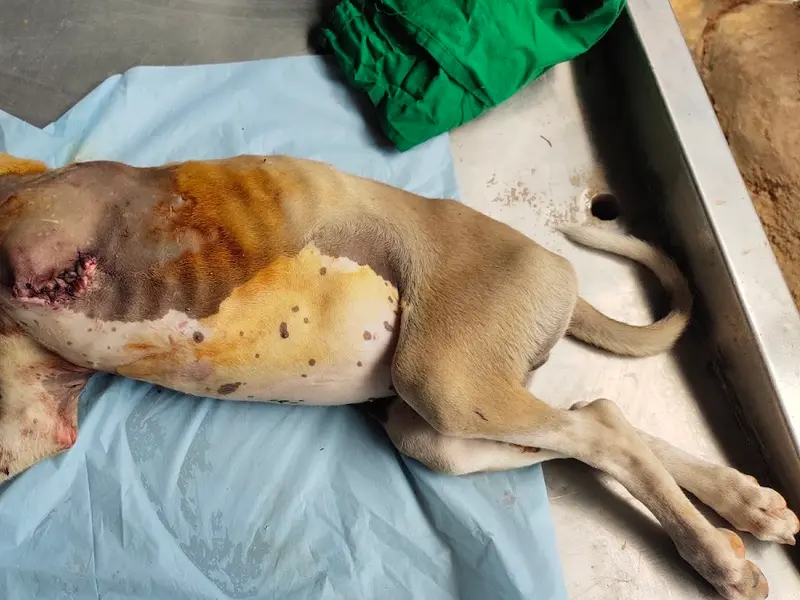 Swathi Veterinary Clinic, photo 4