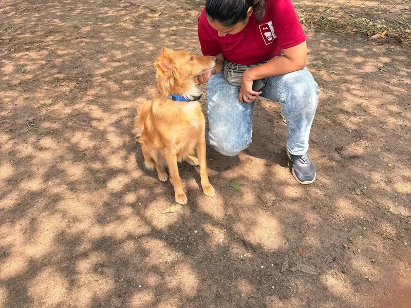 Canine Coach Disha, photo 3