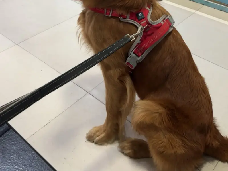 Cessna Lifeline Veterinary Hospital - Domlur, photo 3