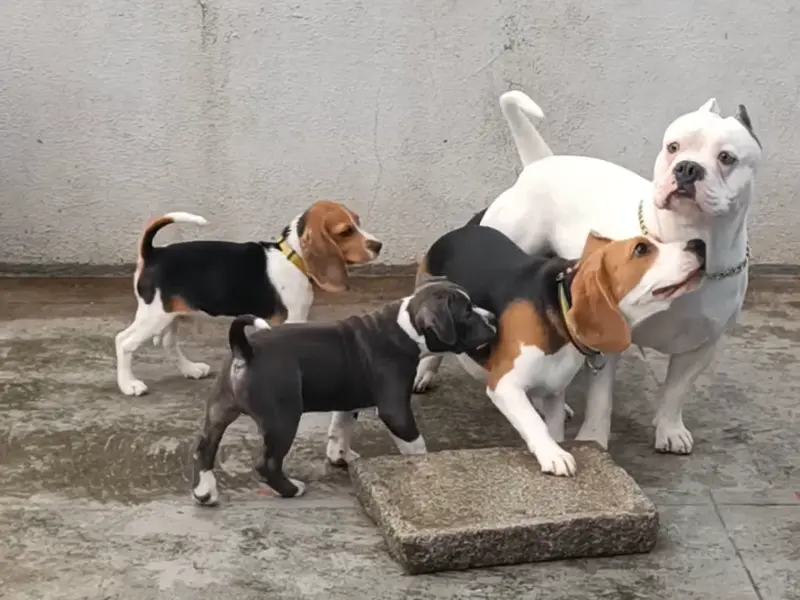 R Barking Club Pet Boarding Bangalore, photo 2