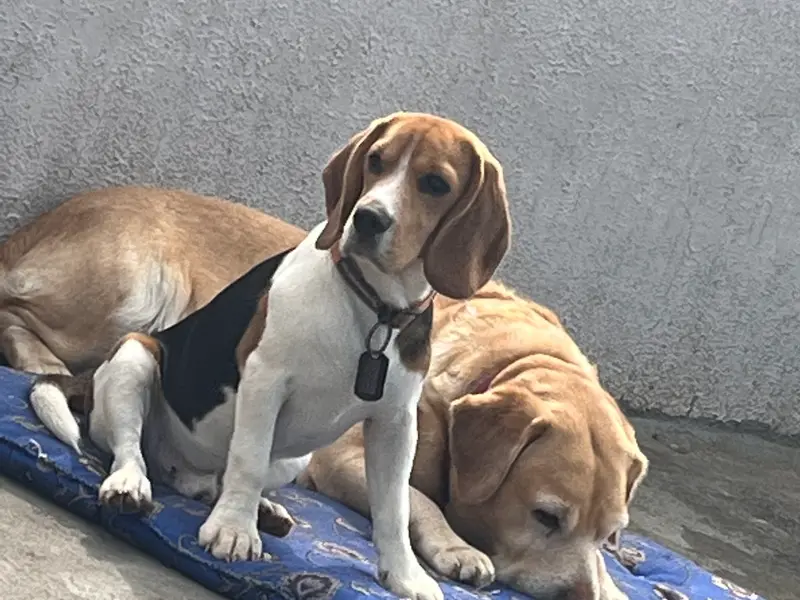 R Barking Club Pet Boarding Bangalore, photo 4