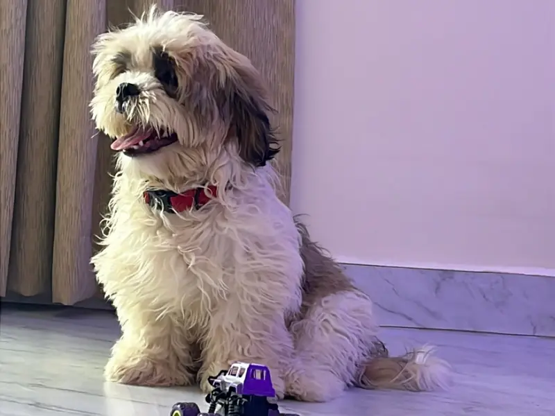 R Barking Club Pet Boarding Bangalore, photo 5