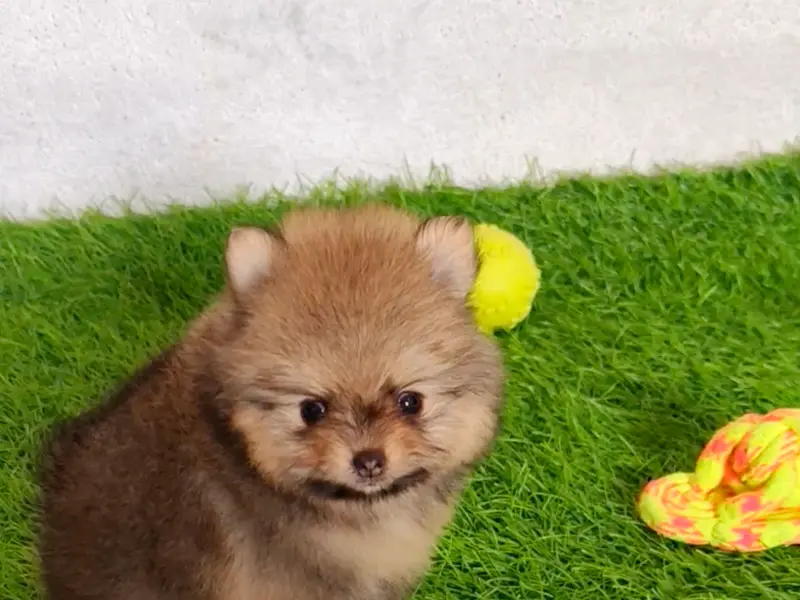 Aubree Pet's, photo 3