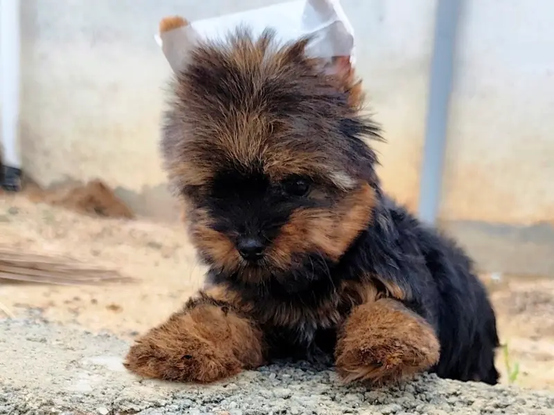 Aubree Pet's, photo 5