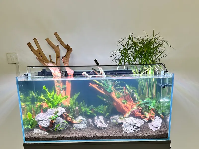 PISCEAS Aquarium and Pet Shop, photo 4