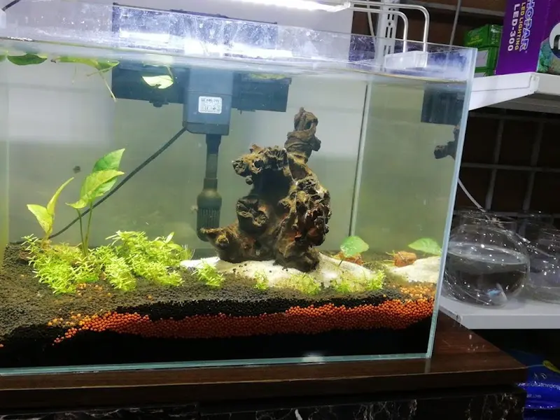 PISCEAS Aquarium and Pet Shop, photo 5