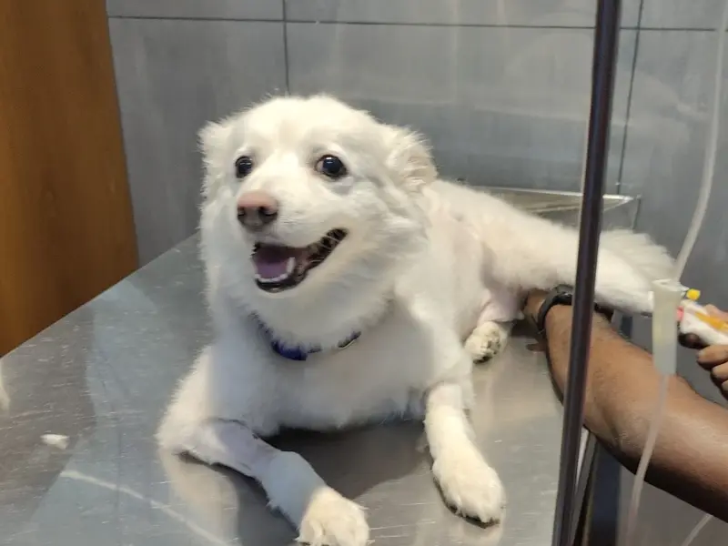 ADVITHA PET HOSPITAL Electronic City, photo 5