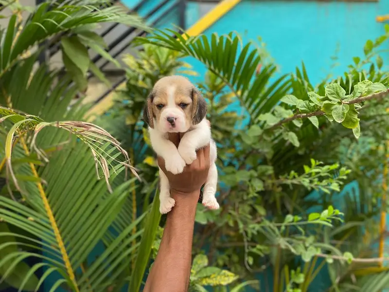 Dogs for sale Bangalore Dog's Alpha, photo 5