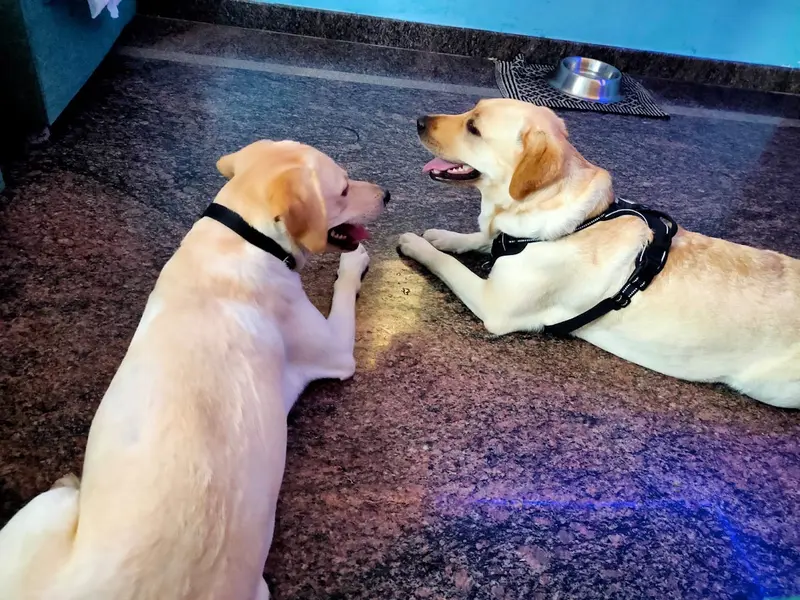 Dog's Homestay, photo 3